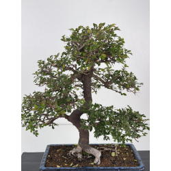 Ulmus parvifolia I-8329 vista 2