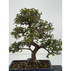 Ulmus parvifolia I-8329 vista 3