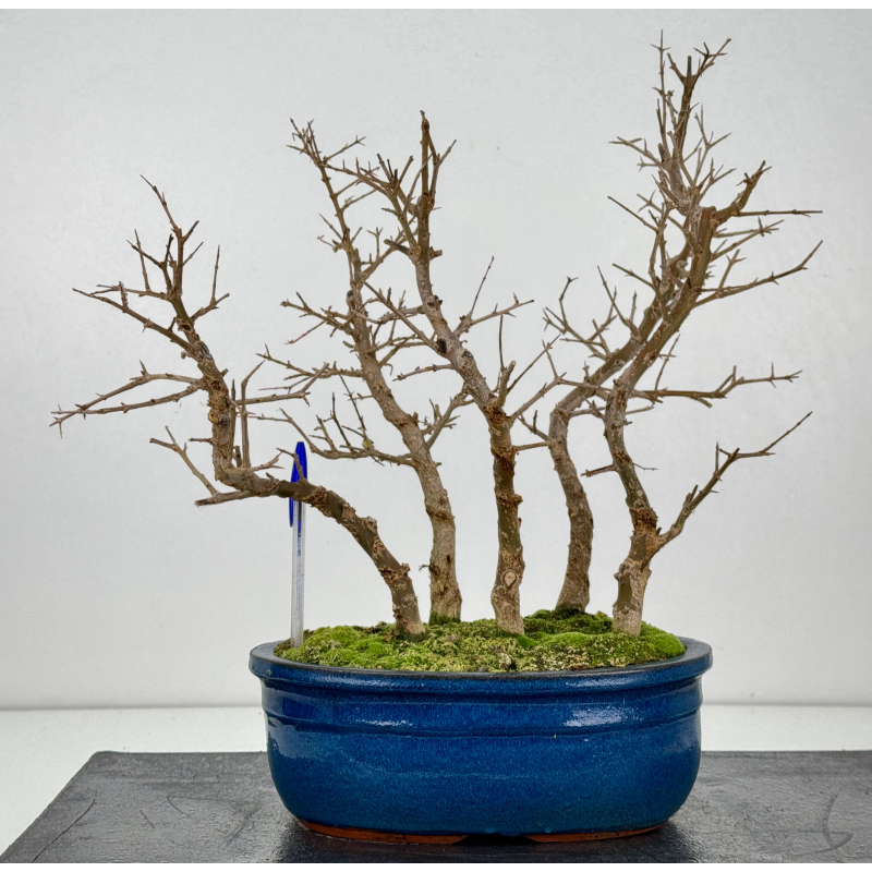 Punica granatum nejikan I-8330