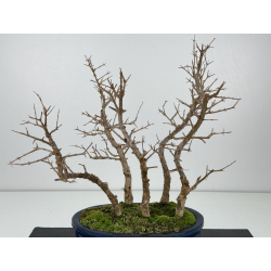 Punica granatum -granado- nejikan I-8330 vista 2