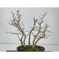 Punica granatum -granado- nejikan I-8330 vista 3