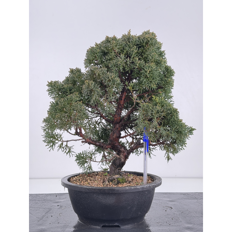 Juniperus chinensis kishu I-8329
