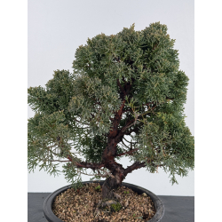 Juniperus chinensis kishu I-8329 vista 2