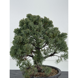 Juniperus chinensis kishu I-8329 vista 3
