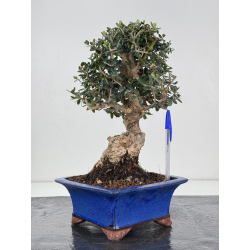 Olea europaea sylvestris -olivo acebuche- I-8331