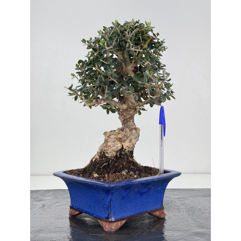 Olea europaea sylvestris -olivo acebuche- I-8331