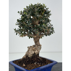 Olea europaea sylvestris -olivo acebuche- I-8331 vista 2