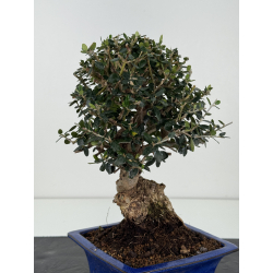 Olea europaea sylvestris -olivo acebuche- I-8331 vista 3