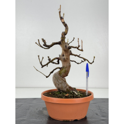 Pseudocydonia sinensis I-8332