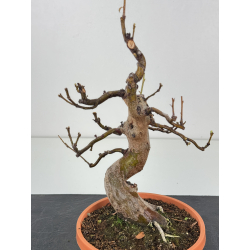 Pseudocydonia sinensis I-8332 vista 2