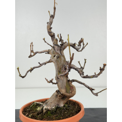 Pseudocydonia sinensis I-8332 vista 3