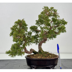 Juniperus chinensis itoigawa I-8333