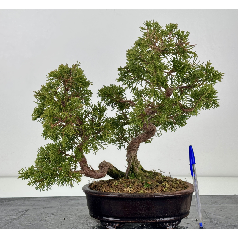 Juniperus chinensis itoigawa I-8333