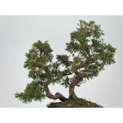 Juniperus chinensis itoigawa I-8333 vista 2