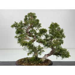Juniperus chinensis itoigawa I-8333 vista 3