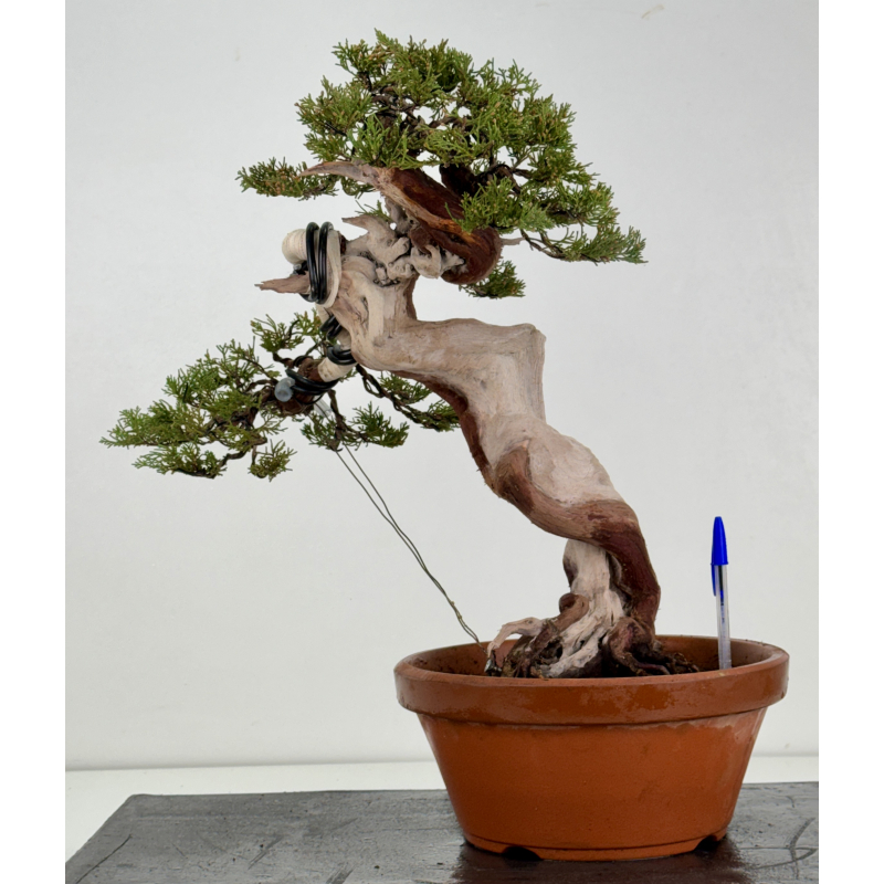 Juniperus sabina A01396