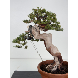 Juniperus sabina A01396 view 2