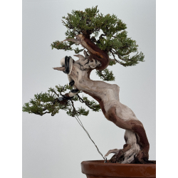 Juniperus sabina A01396 view 3
