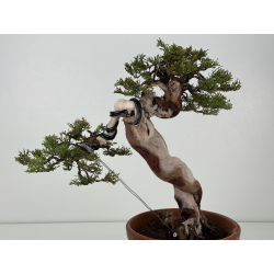 Juniperus sabina A01396 view 4