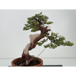 Juniperus sabina -sabina rastrera- A01393 vista 5