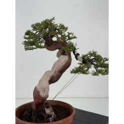 Juniperus sabina -sabina rastrera- A01393 vista 6