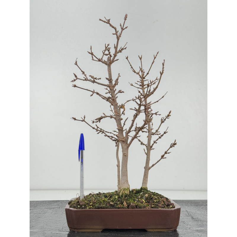 Acer buergerianum I-8334