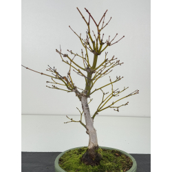 Acer palmatum yugure I-8335 view 2