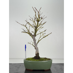 Acer palmatum yugure I-8335