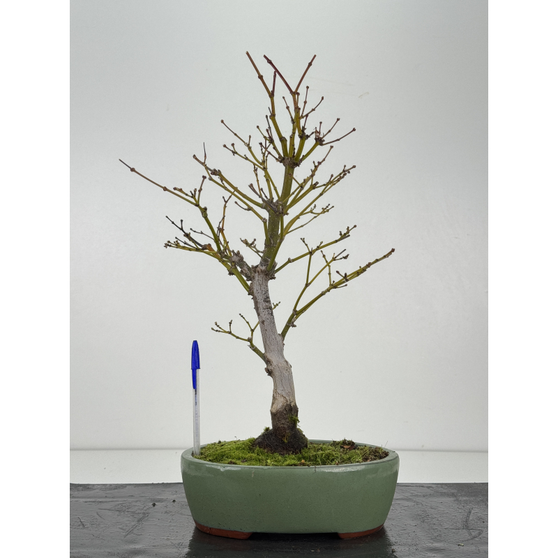 Acer palmatum yugure I-8335