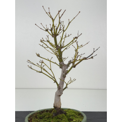 Acer palmatum yugure I-8335 view 3