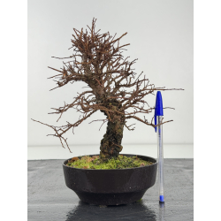 Zelkova nire I-8336