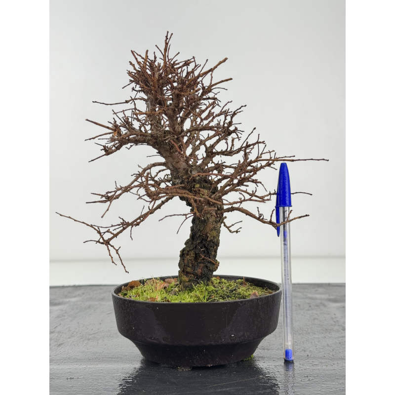 Zelkova nire I-8336