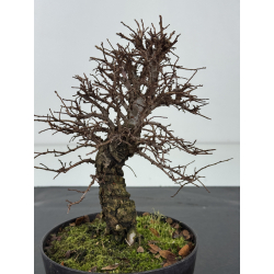 Zelkova nire I-8336 vista 3