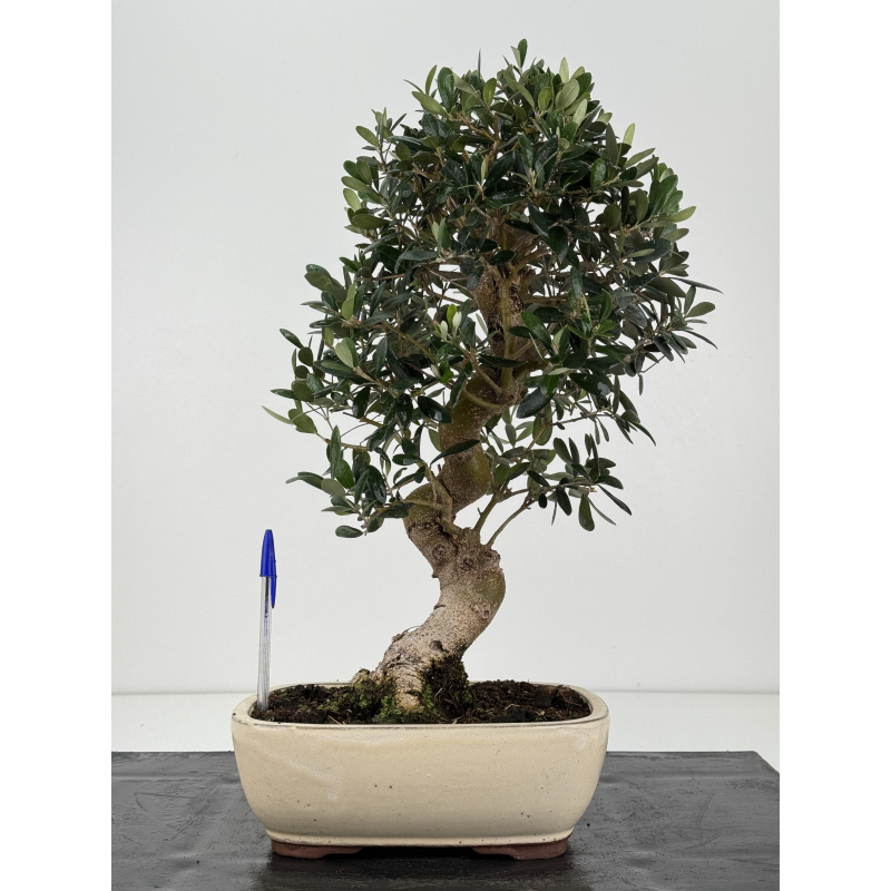 Olea europaea  I-8337