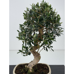 Olea europaea  I-8337 view 2