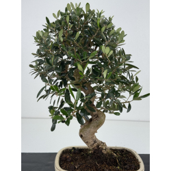 Olea europaea  I-8337 view 3