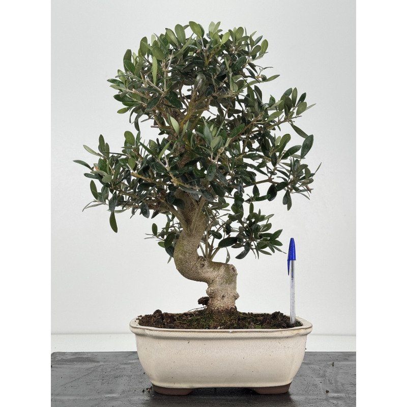 Olea europaea  I-8338