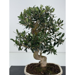 Olea europaea -olivo- I-8338 vista 2