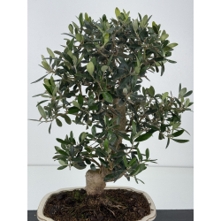 Olea europaea  I-8338 view 3