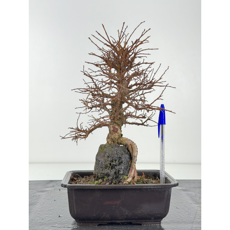 Zelkova nire I-8339