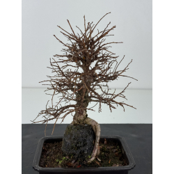 Zelkova nire I-8339 vista 2
