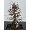 Zelkova nire I-8339 vista 3
