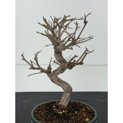 Punica granatum nejikan I-8340 view 2