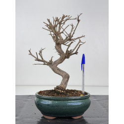 Punica granatum -granado- nejikan I-8340