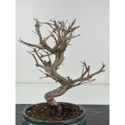 Punica granatum nejikan I-8340 view 3