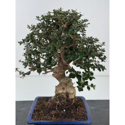 Olea europaea sylvestris I-8341 view 2