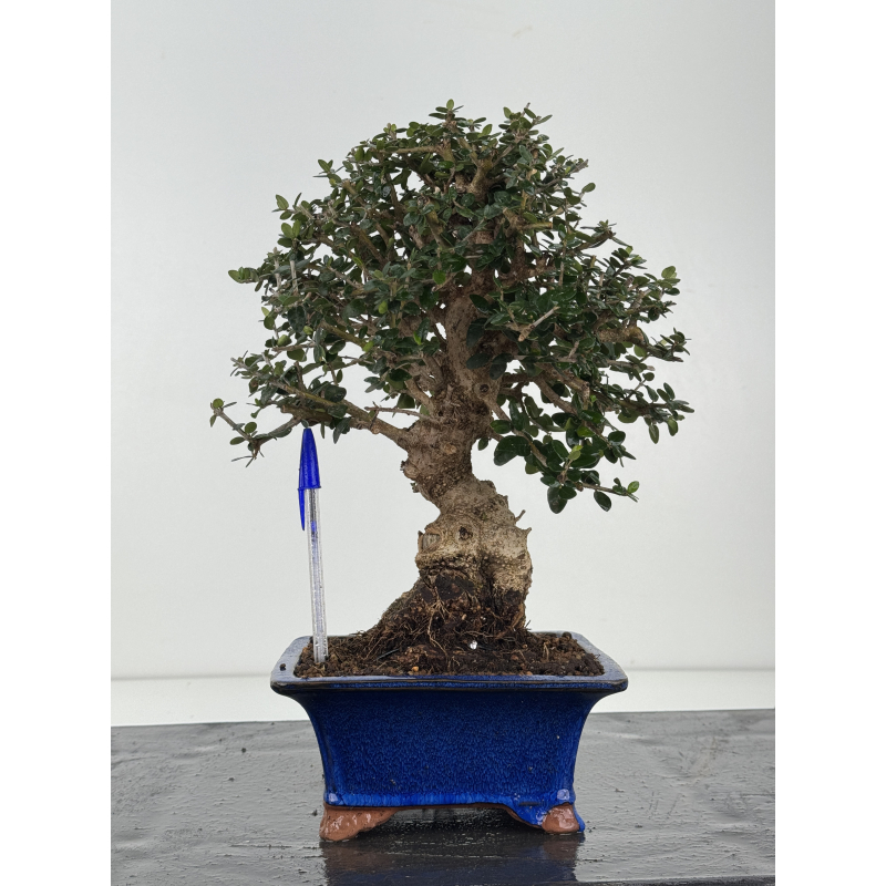 Olea europaea sylvestris -olivo acebuche- I-8341