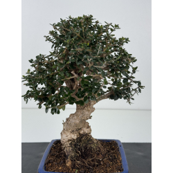 Olea europaea sylvestris I-8341 view 3