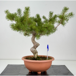 Pinus sylvestris I-8342