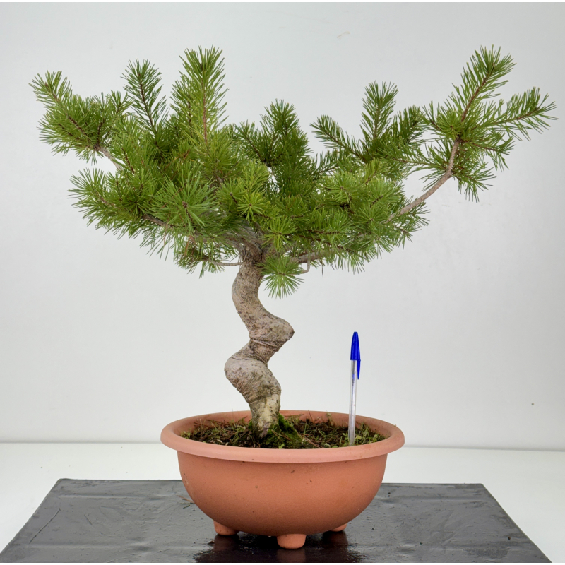 Pinus sylvestris I-8342